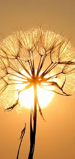 Dandelion silhouette glowing in the sunrise light.