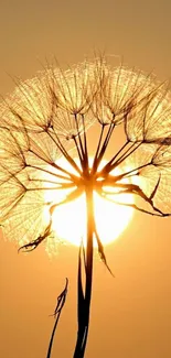 Silhouette of a dandelion against a vibrant sunset sky.