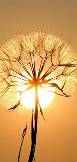 Silhouette of a dandelion against a glowing sunset sky, capturing serene beauty.