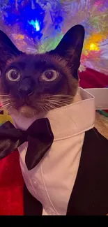 Siamese cat in tuxedo with festive lights.