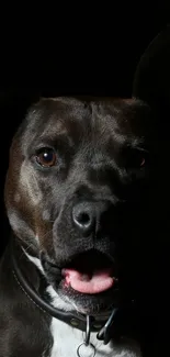 Close-up of a dog's face in dark lighting with a mysterious feel.