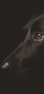 Close-up of a dog's eye with dark, minimalist theme.