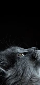 Dark-themed cat wallpaper with striking aesthetics for mobile devices.