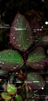 Dark green leaves with dewdrops close-up, creating a moody natural background.