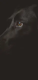 Silhouette of a black dog on a dark background.