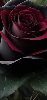 Dark red and black rose with green leaves wallpaper.