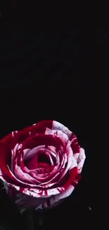 Red and white rose on black background wallpaper.