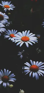 Elegant dark wallpaper featuring vibrant white daisies with orange centers.