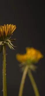 Yellow flower against a dark background on wallpaper.