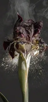 Exploding flower with dark background, showcasing artistic flair.