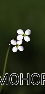 Dark green wallpaper with a single white flower.