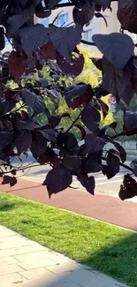 Dark purple leaves with urban background.