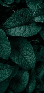 Dark green foliage with detailed leaf textures.