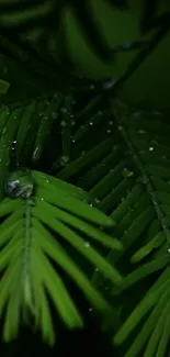 Dark green fern leaves with droplets in focus.