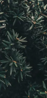 Dark green foliage wallpaper for mobile.