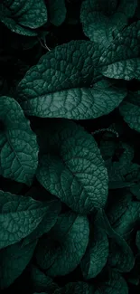 Dark green leafy texture wallpaper for serene phone background.