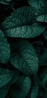 Dark green leafy texture wallpaper for a serene mobile background.