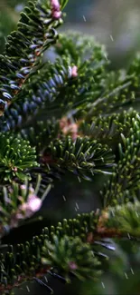 Close-up of dark green pine needles in a serene forest setting.