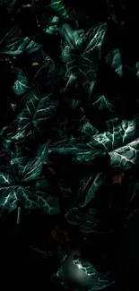 Dark leafy pattern in green tones for wallpaper.