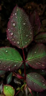 Dark green leaves with raindrops close-up mobile wallpaper.