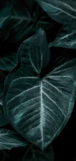 Dark green leafy pattern wallpaper for mobile backgrounds.