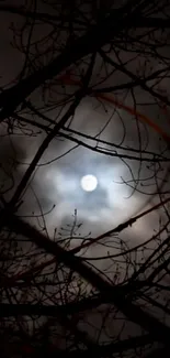 Dark silhouette branches with moonlit sky background.