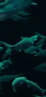 Dark underwater scene with fish swimming.