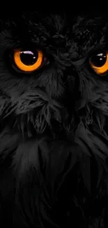 Close-up of an owl's glowing eyes on a black background.