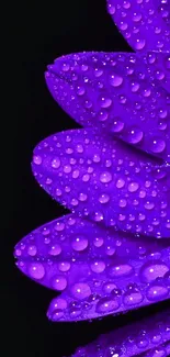 Closeup of purple flower petals with water droplets on black background.