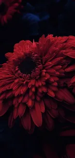 Dark red flower with layered petals in low light setting.