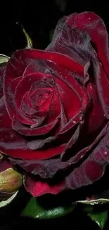 Dark red rose surrounded by lush green foliage.