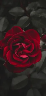 Dark red rose with dark leaves wallpaper.