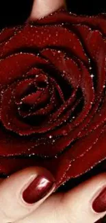 Dark red rose held gently with maroon nails.