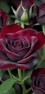 Elegant mobile wallpaper featuring dark red roses.
