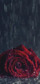 Vibrant red rose in rain on a dark background.