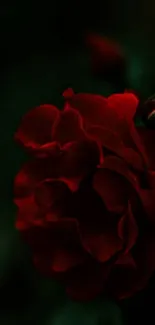 Deep red rose on dark background mobile wallpaper.