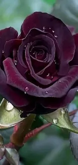 Dark burgundy rose with dew drops against a natural green background.