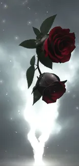 Dark rose wallpaper with cloud light effect.