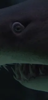 Close-up of shark's head in dark ocean waters.