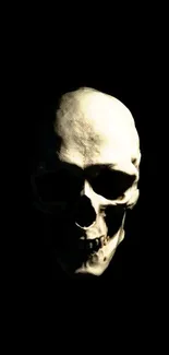 Hauntingly detailed skull on a dark background.