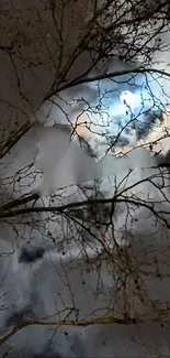 Moonlit dark tree branches against a cloudy night sky.