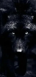 Mysterious dark wolf with piercing eyes in a shadowy mobile wallpaper.