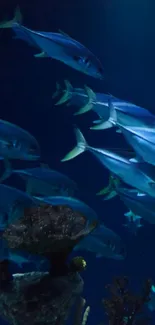 Underwater scene with blue fish swimming gracefully in a dark oceanic setting.