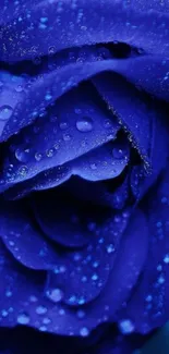 Deep blue rose with dewdrops close-up wallpaper