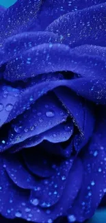 Deep blue rose with water droplets wallpaper.