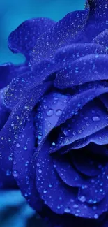 Vibrant deep blue rose with droplets on petals.