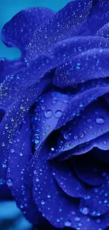 A close-up of a deep blue rose with dewdrops glistening on its petals.