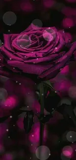 Deep purple rose against abstract dark bokeh background.