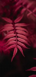 Vibrant crimson red fern leaves wallpaper.