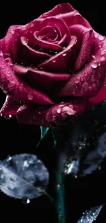 Close-up of a red rose with dew drops on petals.